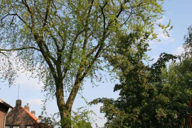 boom rooien in tilburg,  hovenier tilburg en omstreken